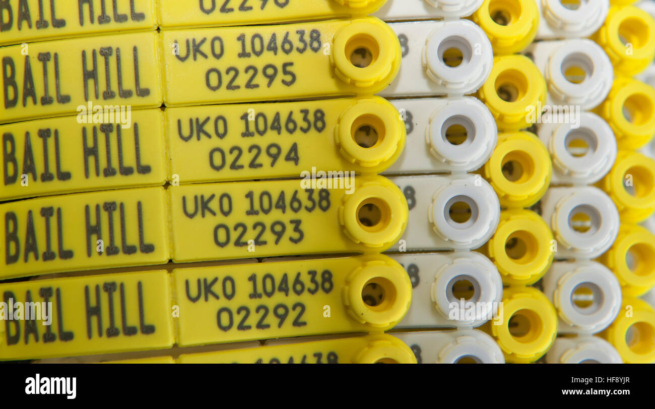 Set of Electronic Idenification tags with flock number and