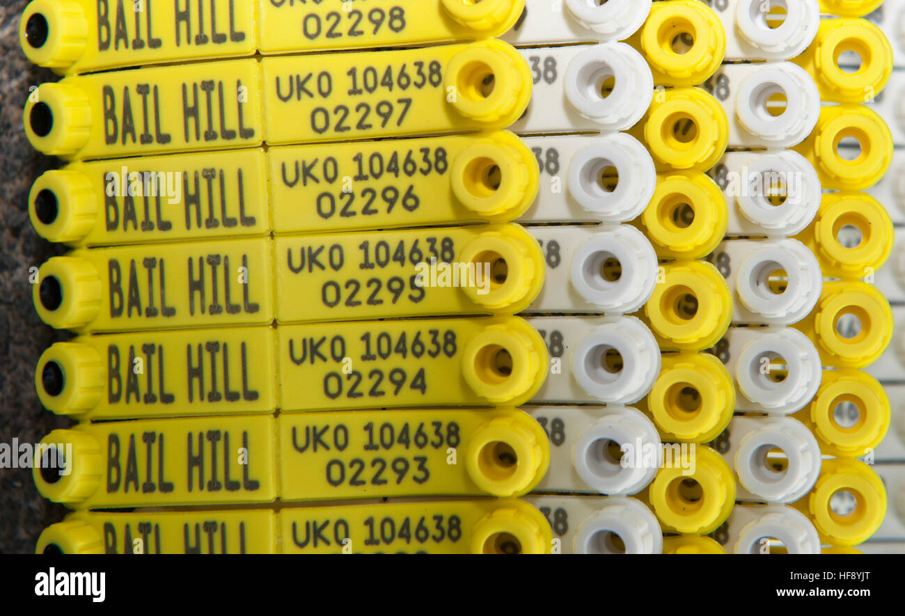 Set of Electronic Idenification tags with flock number and