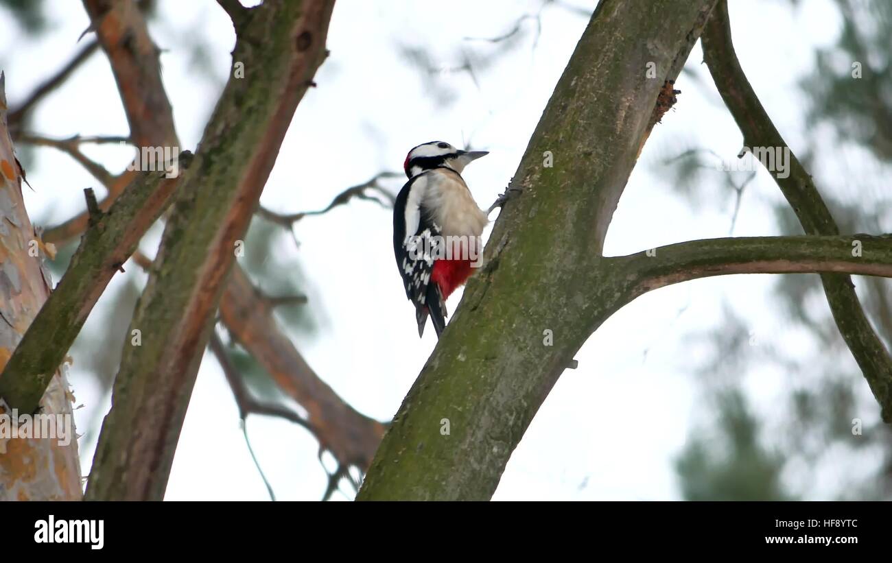 bird red feathers woodpecker knocking on wood wildlife Stock Photo Alamy