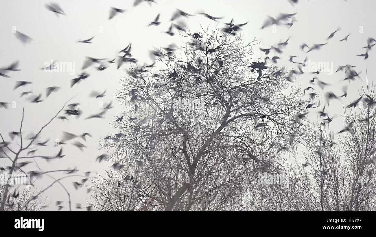 Birds slow motion video hi-res stock photography and images - Alamy