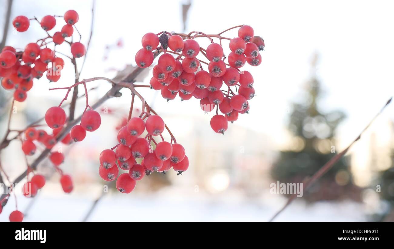 rowan branch red berries winter nature snow Stock Photo - Alamy