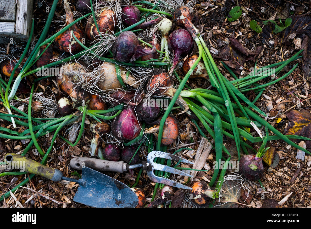 Fresh home grown vegetables (onions) harvested and grown on an