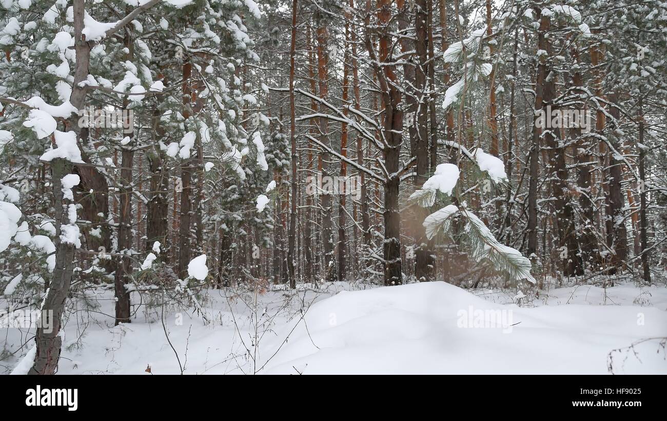 Christmas tree nature branch in snow pine winter fairy landscape forest