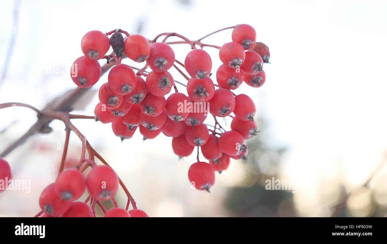 rowan branch red berries winter snow nature Stock Photo - Alamy