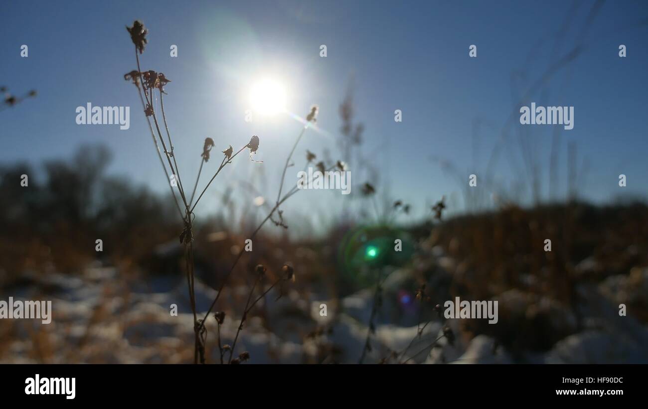 Winter dry grass in the snow field landscape snow nature Stock Photo