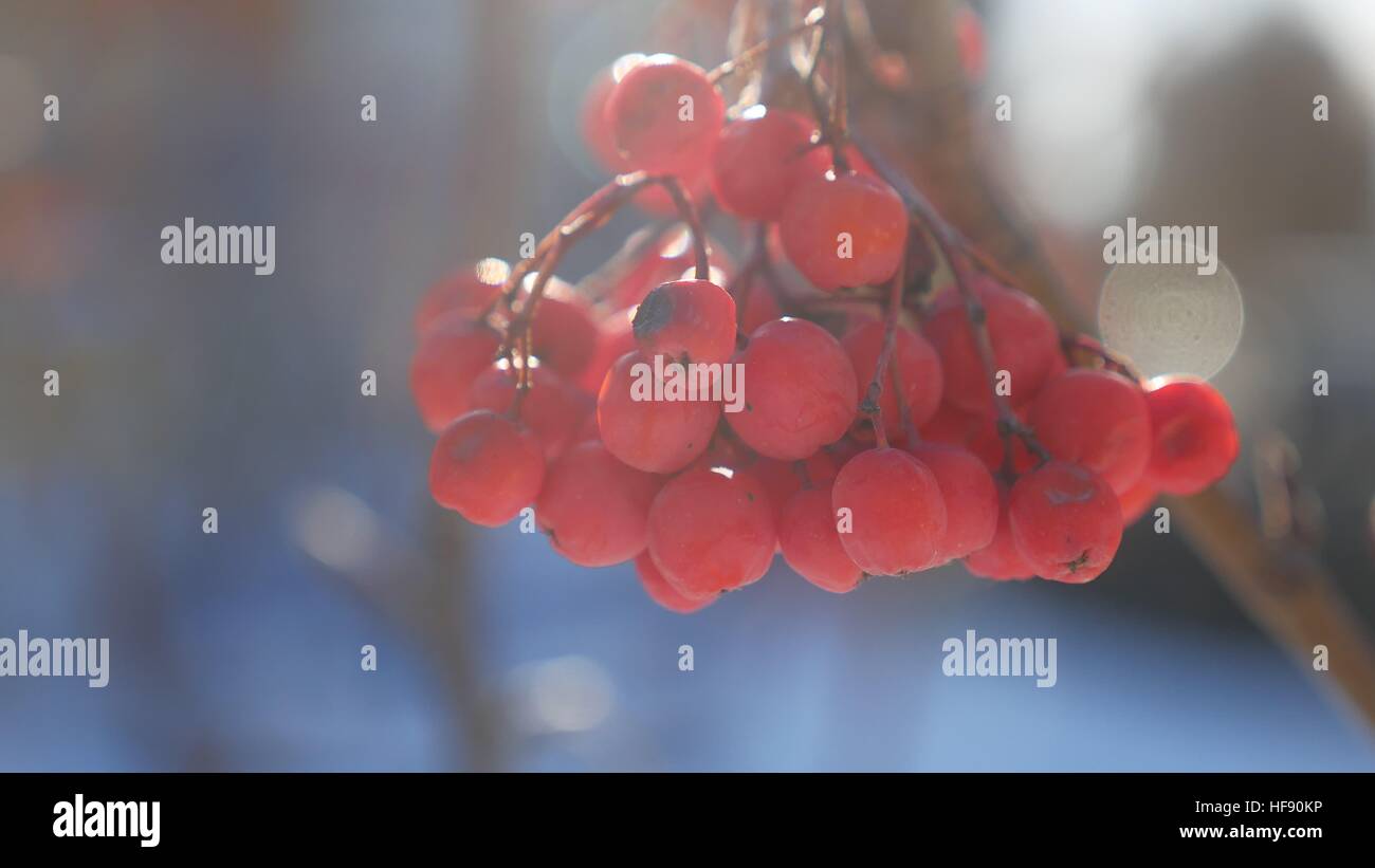 rowan branch winter red berries nature snow on a blue background Stock ...