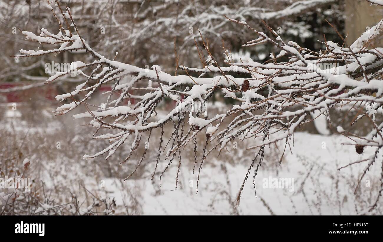 dry branches tree with pine cones winter snow nature landscape Stock ...
