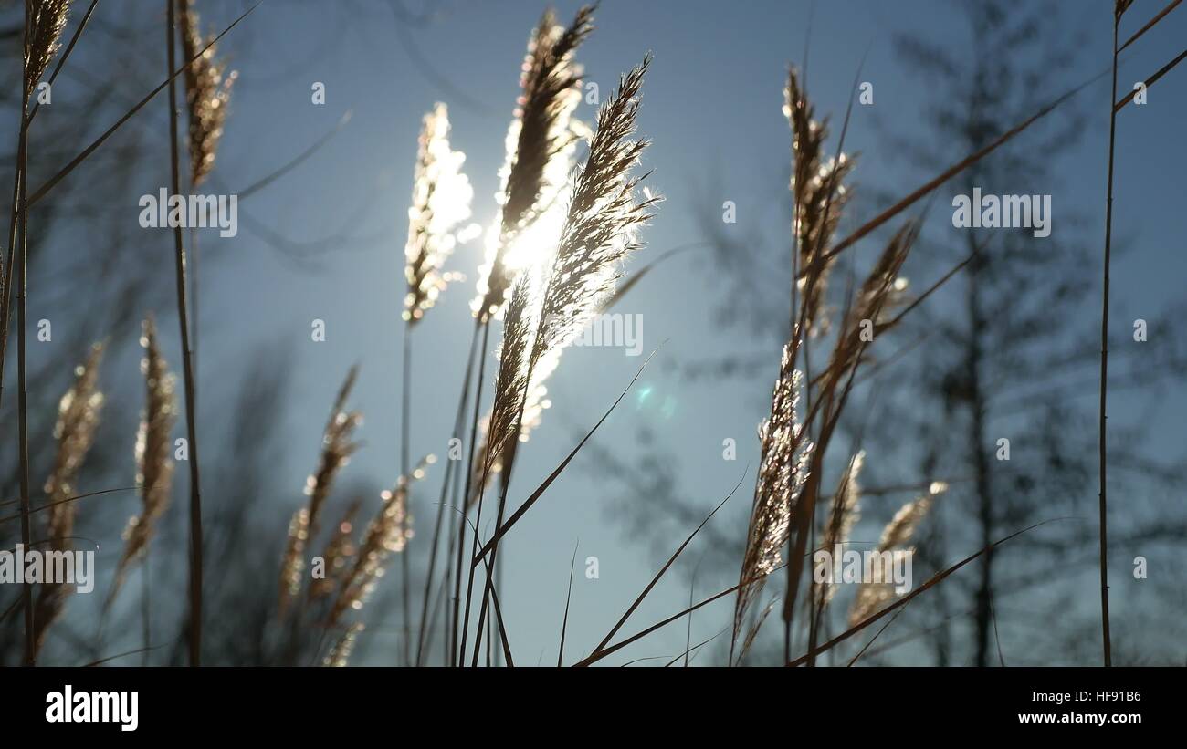 dry grass spikes swaying in the wind winter marsh snow sunlight nature landscape Stock Photo