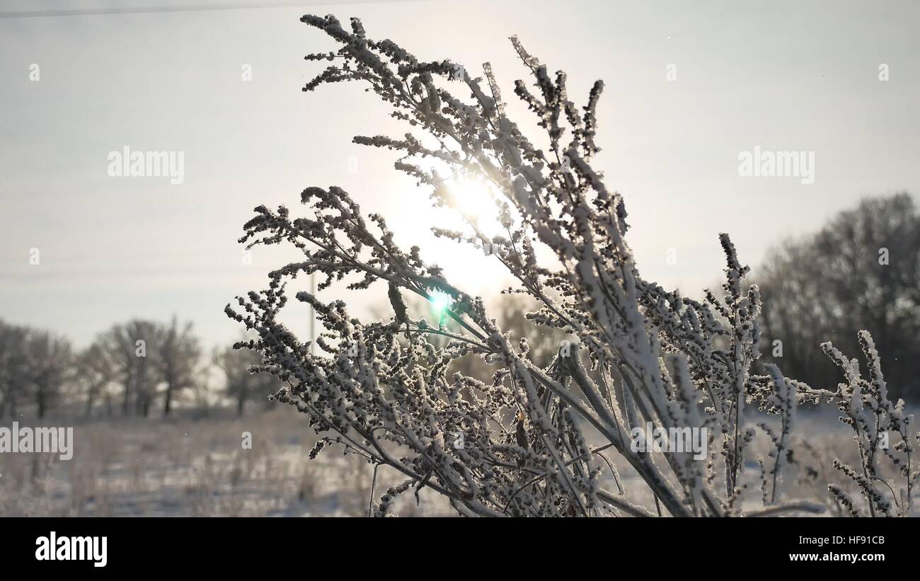 frozen grass sways in the wind in the winter sunlight snow falls nature ...