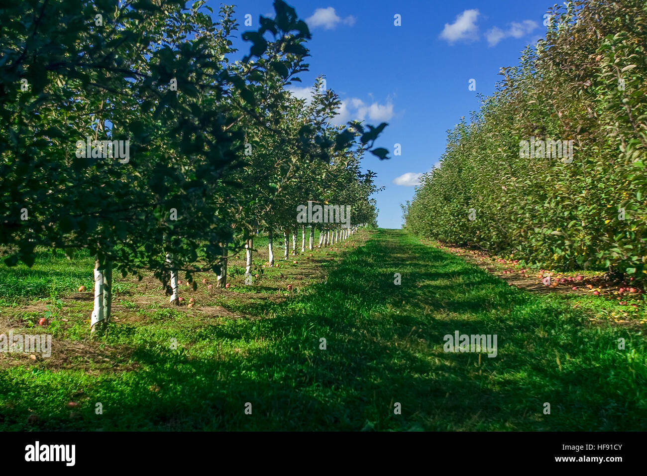 An apple orchard in Southwestern Ontario, Canada, with a wide selection of apple varieties. Stock Photo