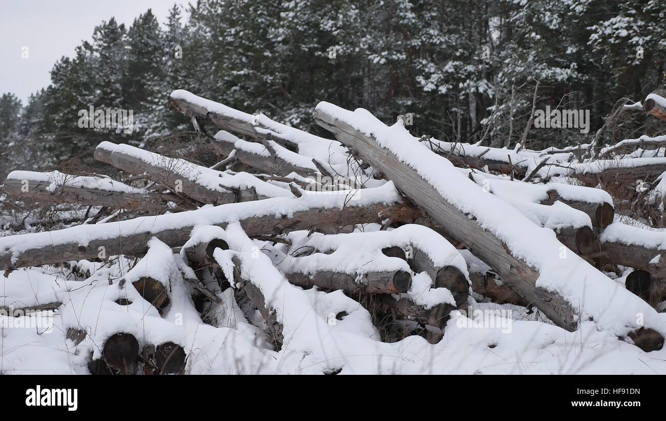 sawmill logs of pine trees in snow winter forest Christmas nature tree ...