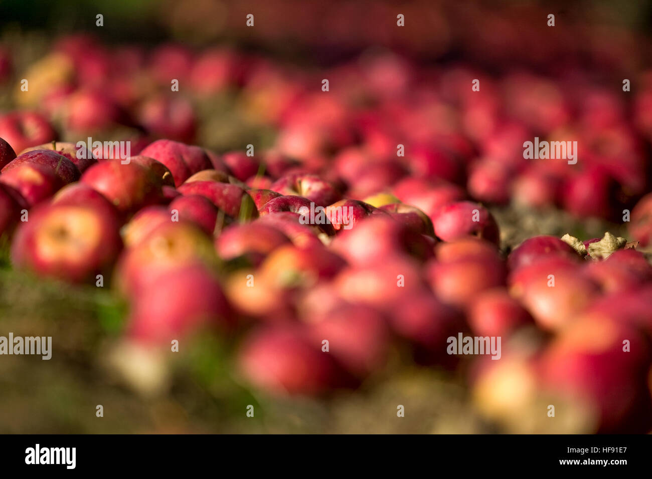 An apple orchard in Southwestern Ontario, Canada, with a wide selection of apple varieties. Stock Photo