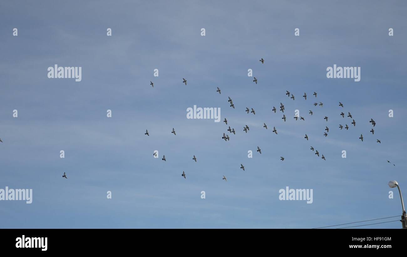birds circling in the sky, flock of pigeons in the blue sky Stock Photo
