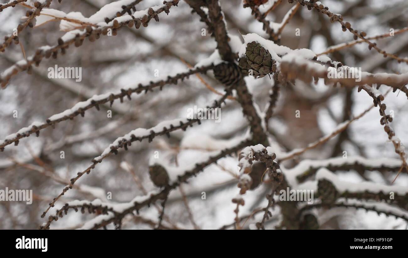 dry branches tree with pine cones winter nature snow landscape Stock ...