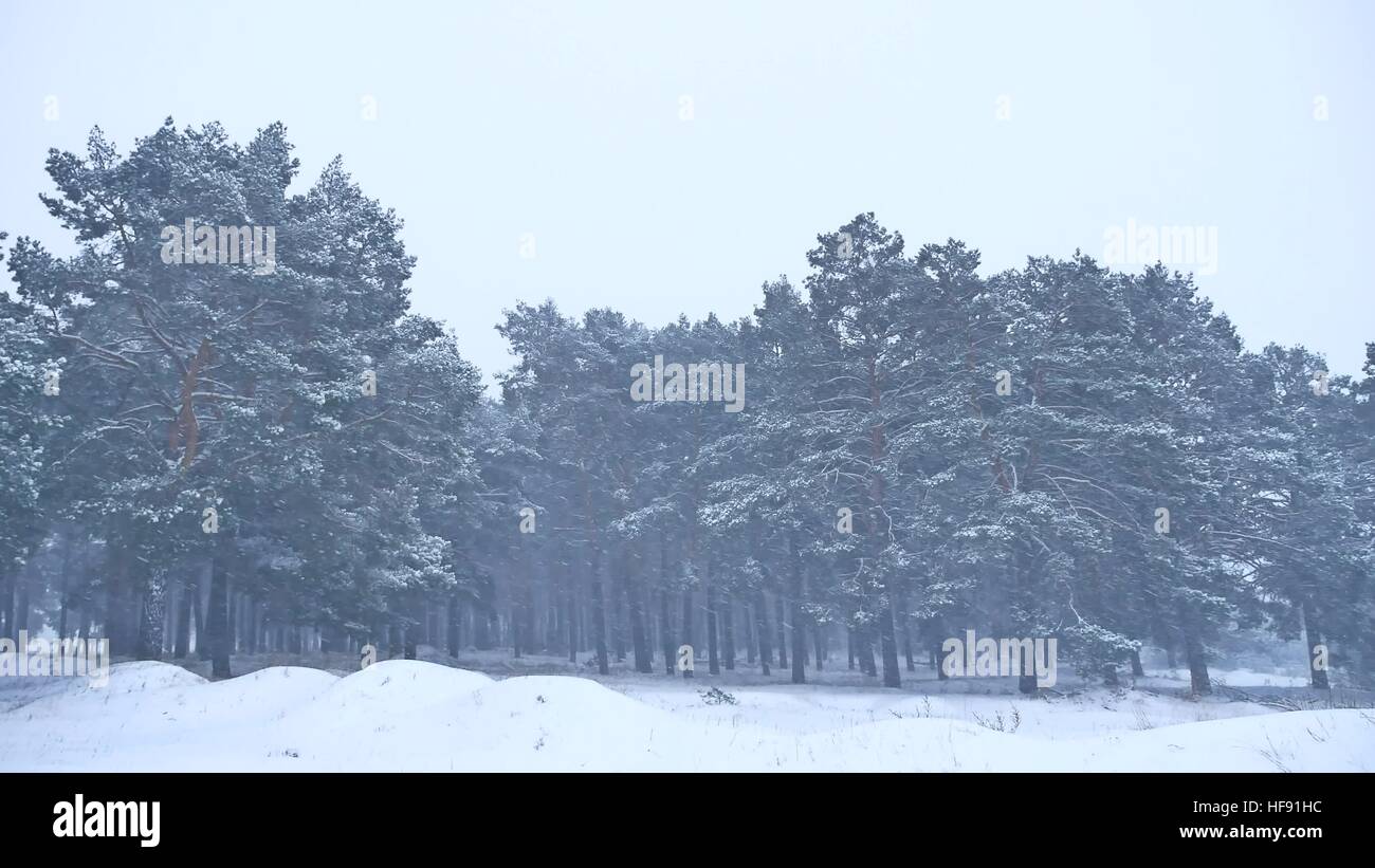 Beautiful christmas blizzard tree in winter landscape in nature late ...