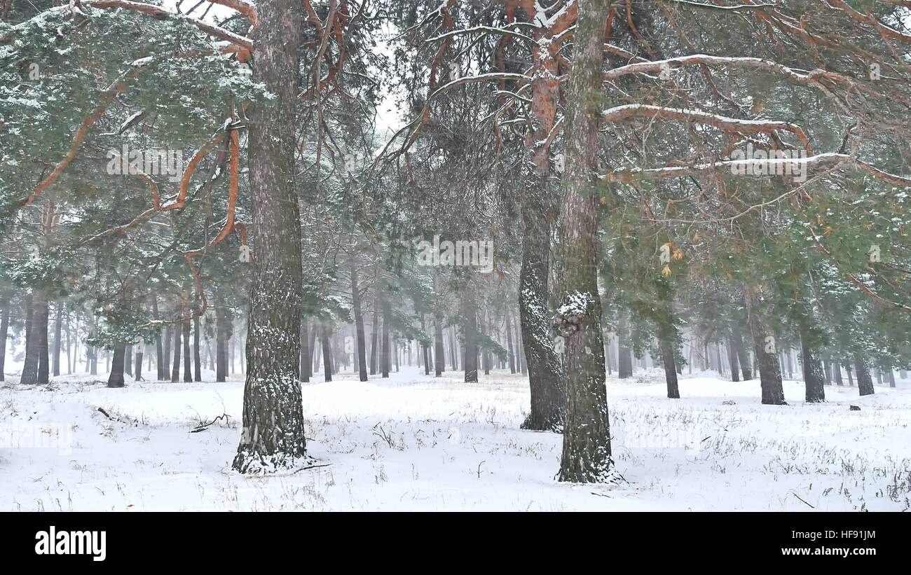 Beautiful blizzard christmas tree in winter landscape in nature late ...