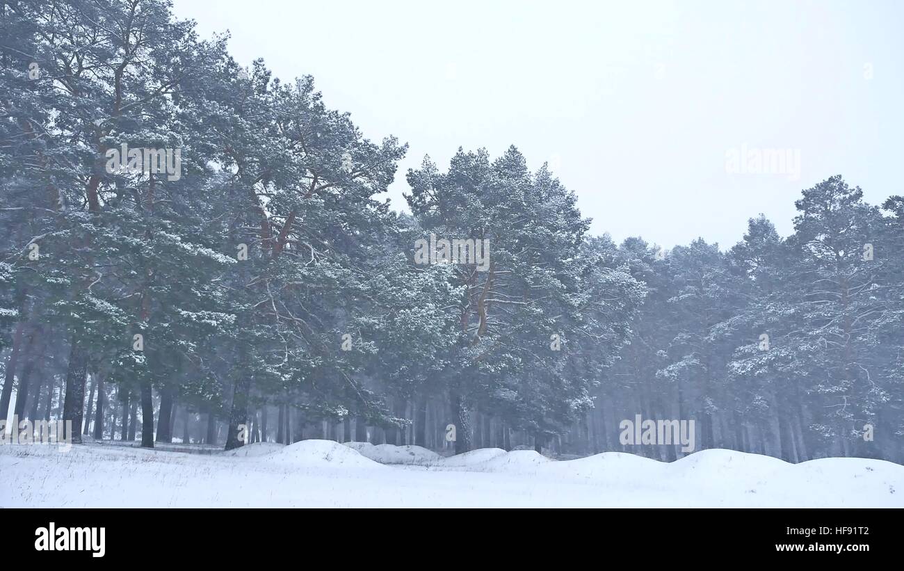 Beautiful christmas blizzard tree in winter nature landscape in late ...