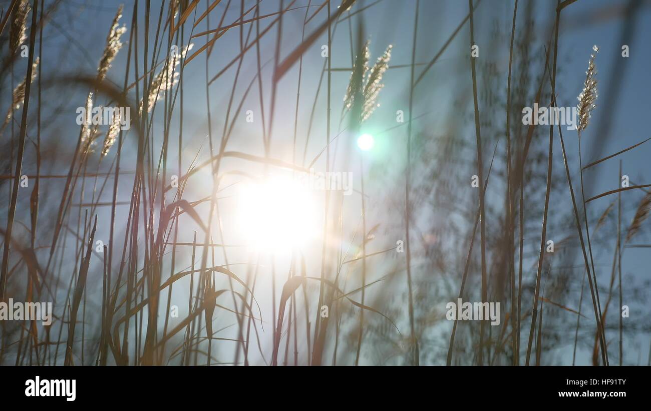dry grass spikes swaying in the wind winter marsh snow sunlight landscape nature Stock Photo