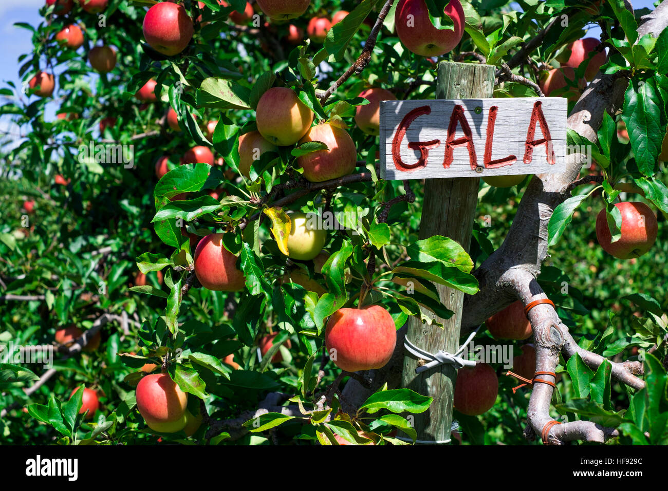 An apple orchard in Southwestern Ontario, Canada, with a wide selection of apple varieties. Stock Photo