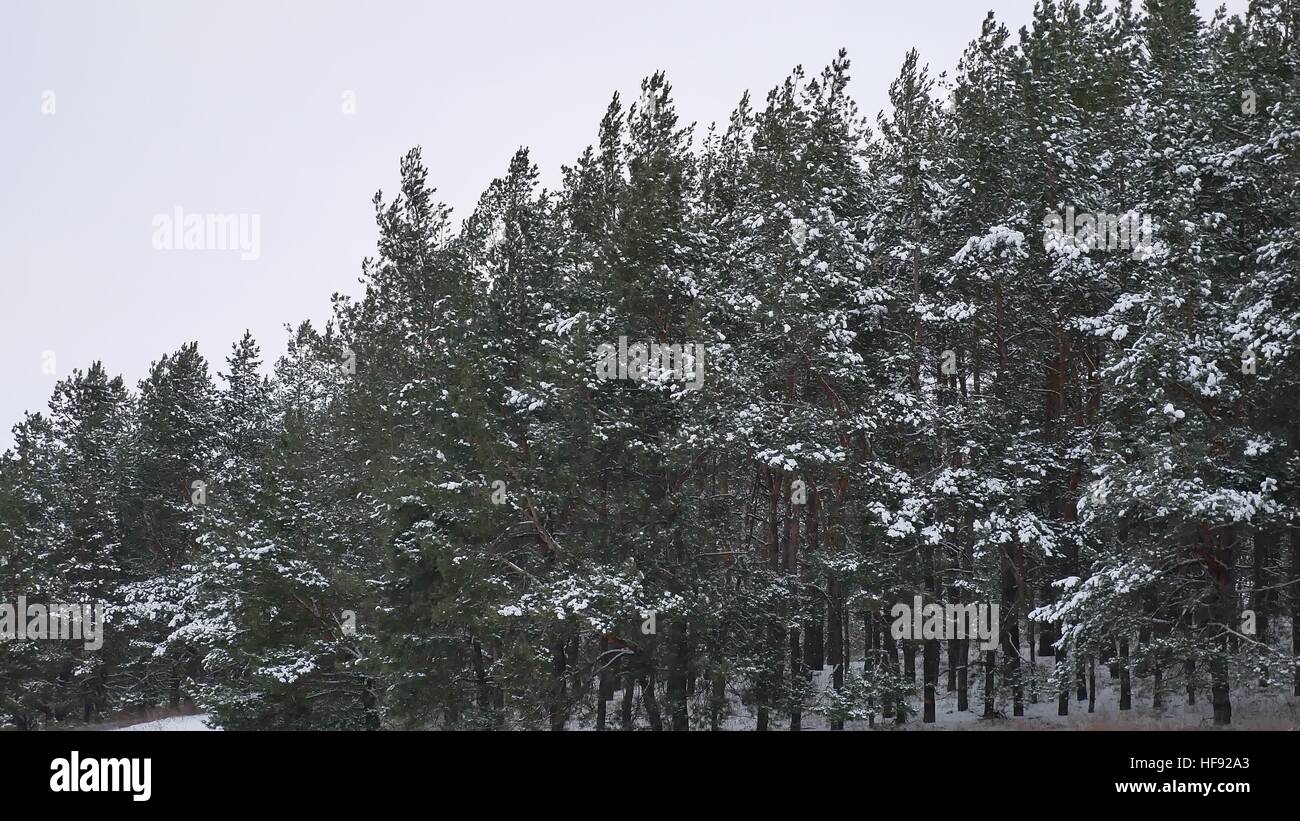the tops of pine christmas tree nature trees in the winter snow ...