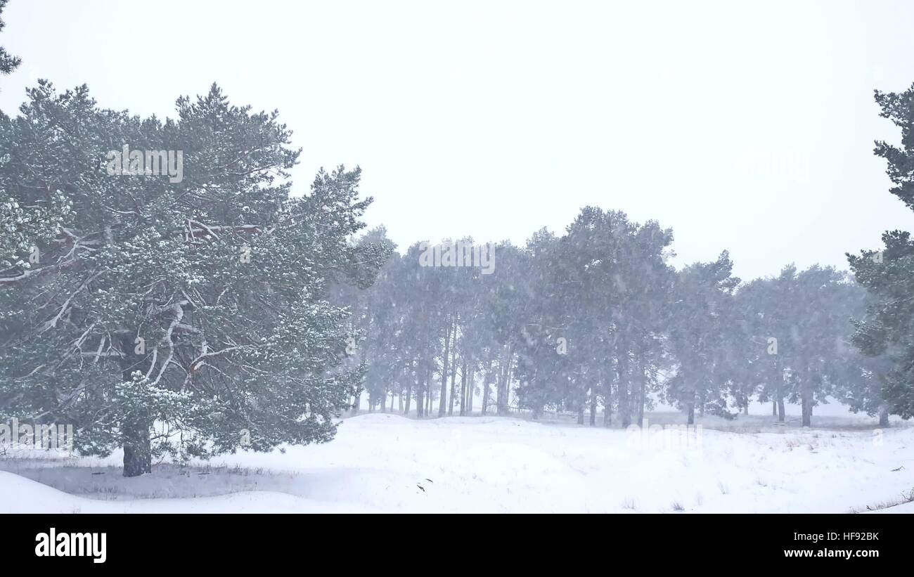 Beautiful christmas blizzard tree in winter landscape in late evening ...