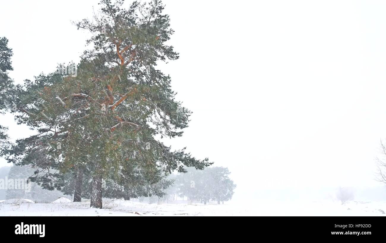 Beautiful blizzard christmas tree in winter nature landscape in late