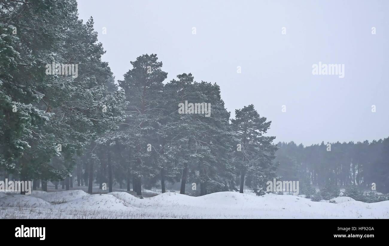 Beautiful christmas nature blizzard tree in winter landscape in late ...