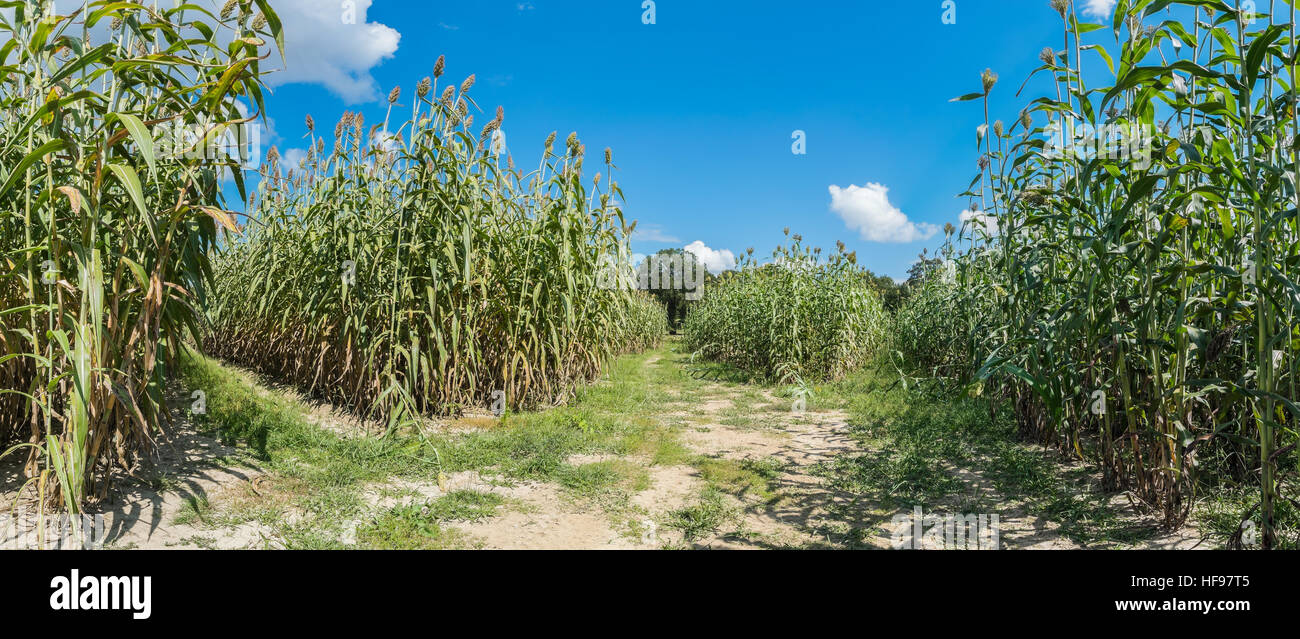 Sorghum field hi-res stock photography and images - Alamy