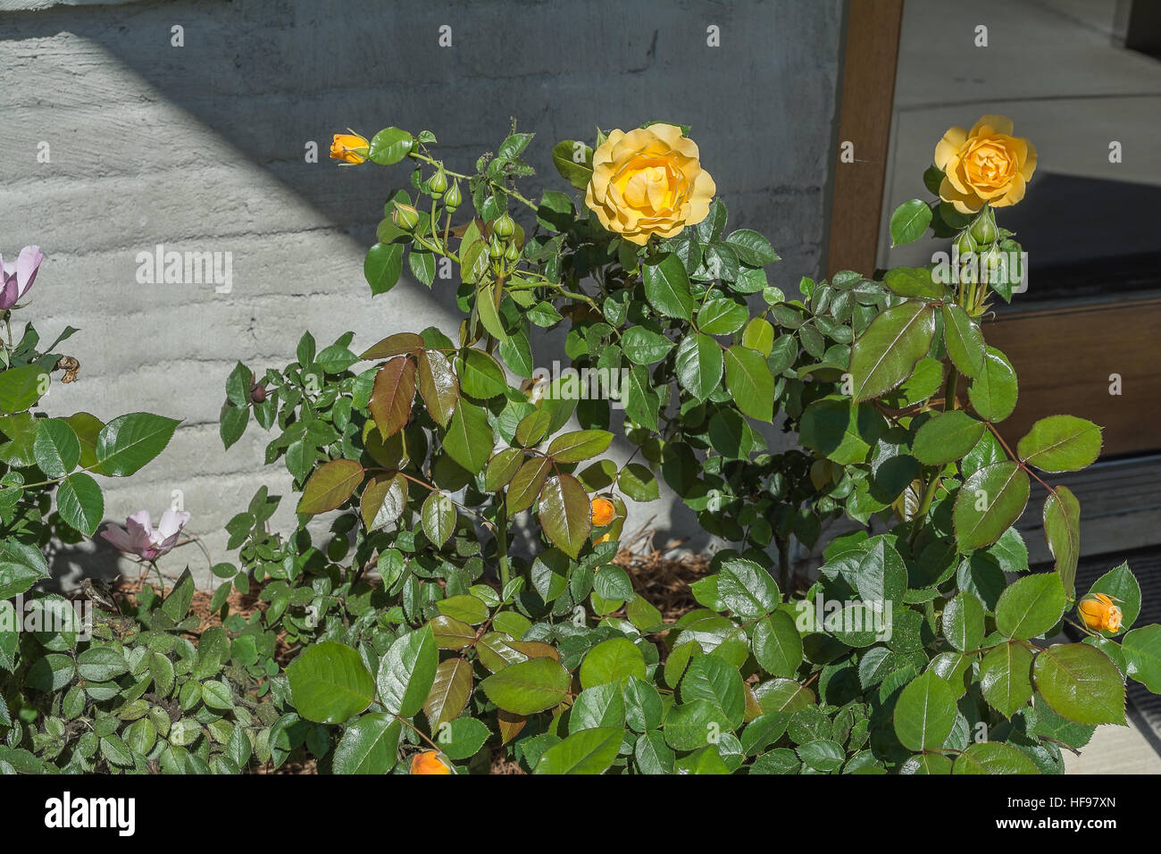 Yellow thorns hires stock photography and images Alamy