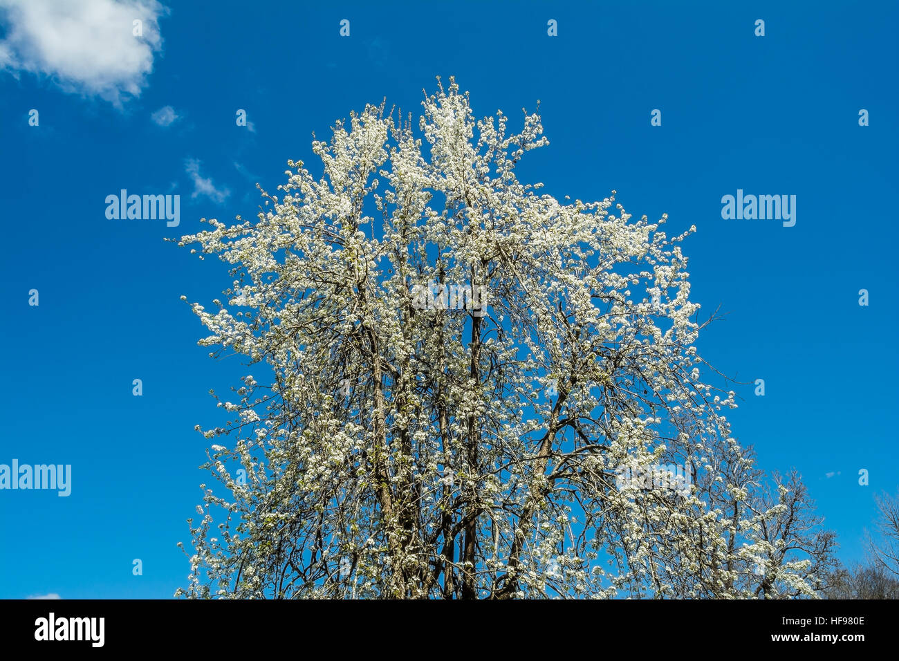 Fruit Tree Blossoms Stock Photo Alamy