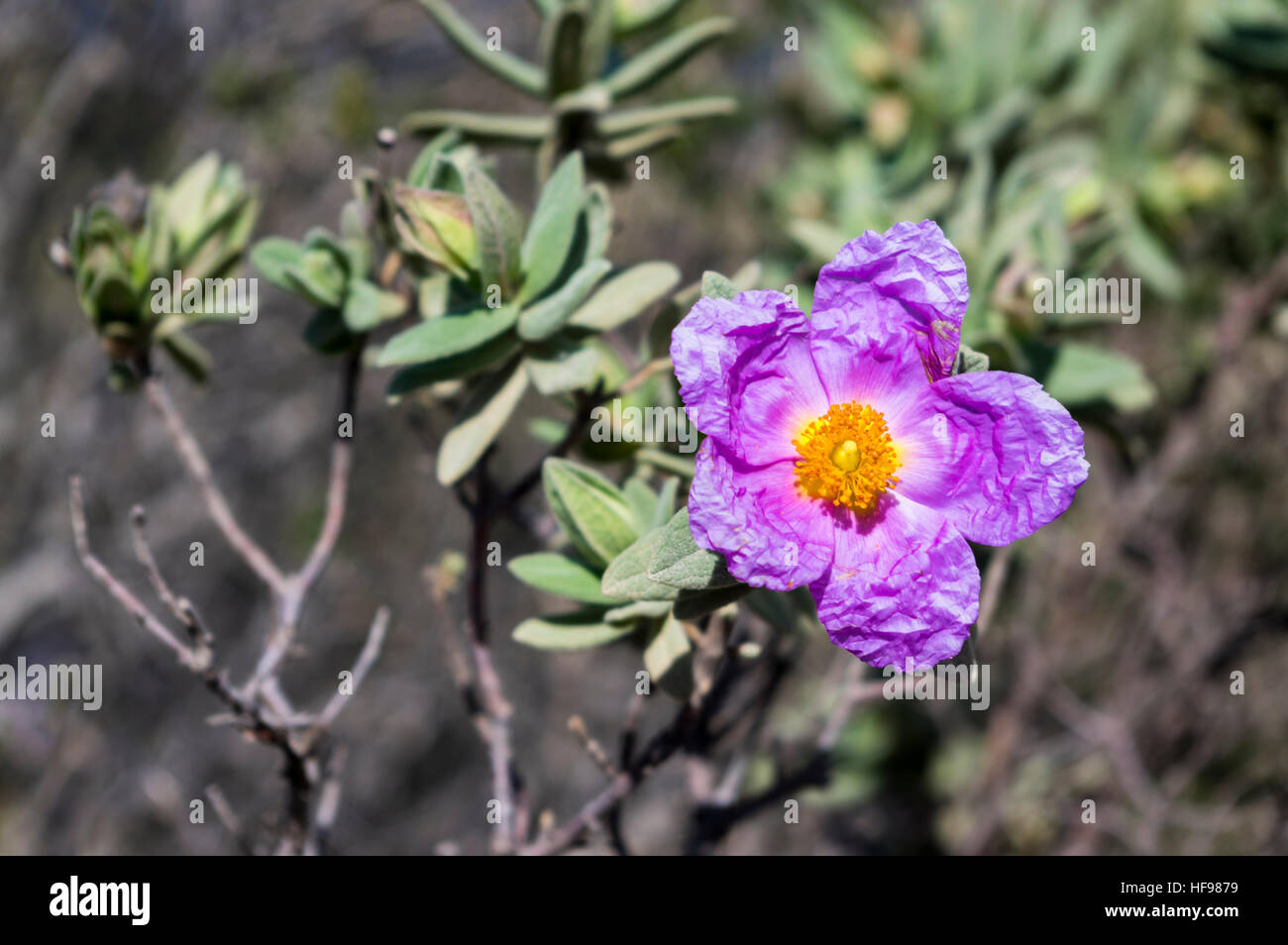 Rockrose (Cistus) flower in Catalonia, Spain. Stock Photo