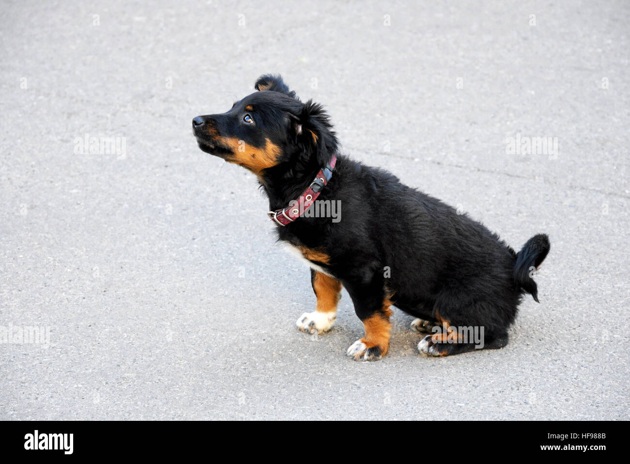 Cute little black puppy sitting on the pavement Stock Photo - Alamy