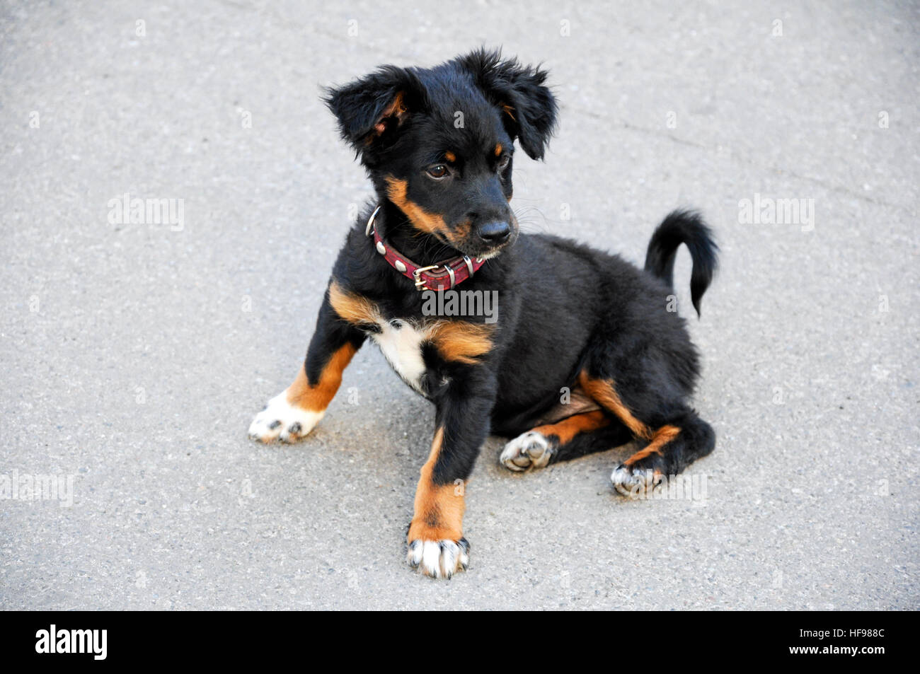 Cute little black puppy sitting on the pavement Stock Photo - Alamy