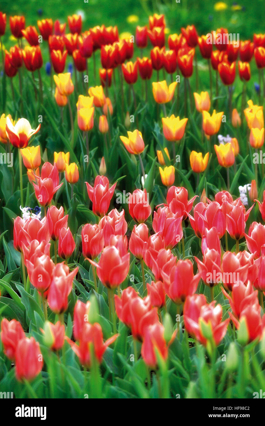 First signs of spring: colourful tulip field (Tulipa) in Windeck, North Rhine-Westphalia Stock Photo