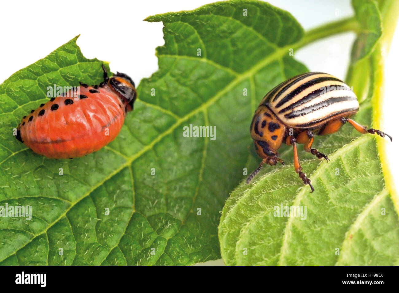Potato Beetle and Potato Beetle larva (Leptinotarsa decemlineata) on a gnawed-on potato leaf Stock Photo