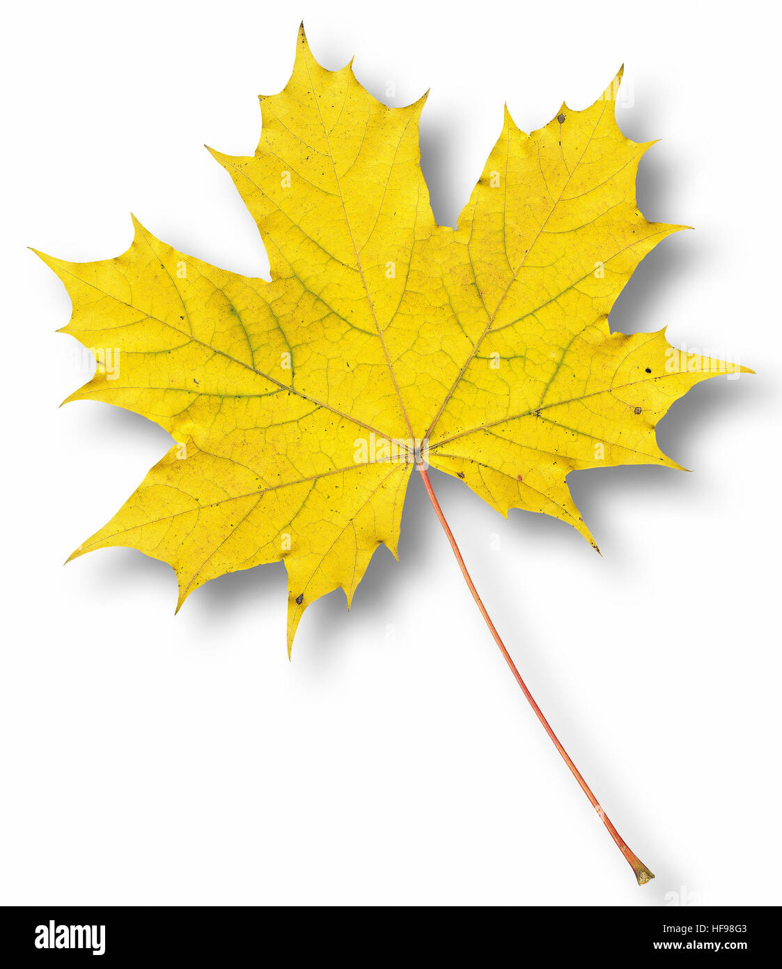 Maple leaf inside colorful hi-res stock photography and images - Alamy