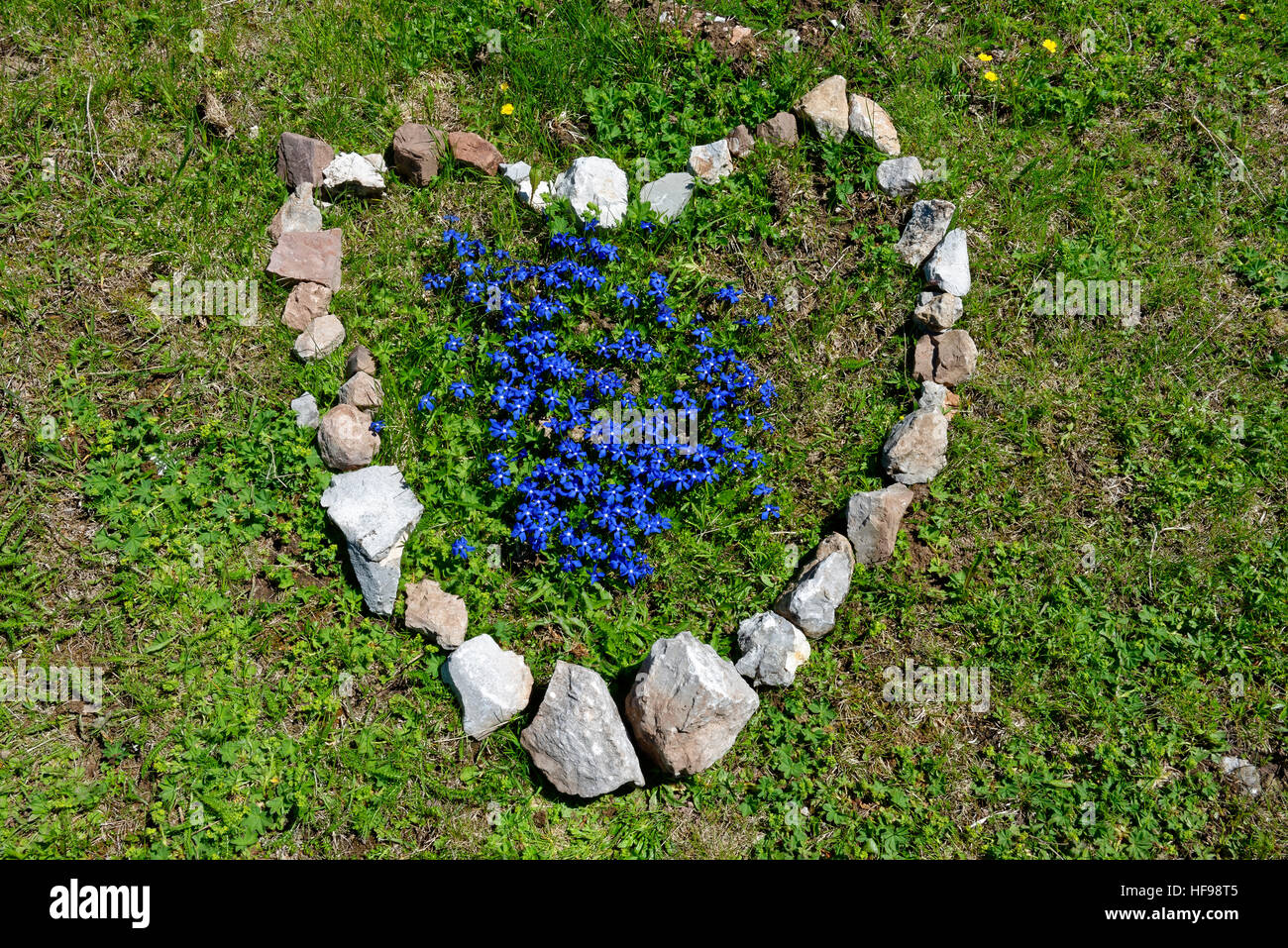 Spring gentian (Gentiana verna), flowers in heart of stones, Tyrol, Austria Stock Photo