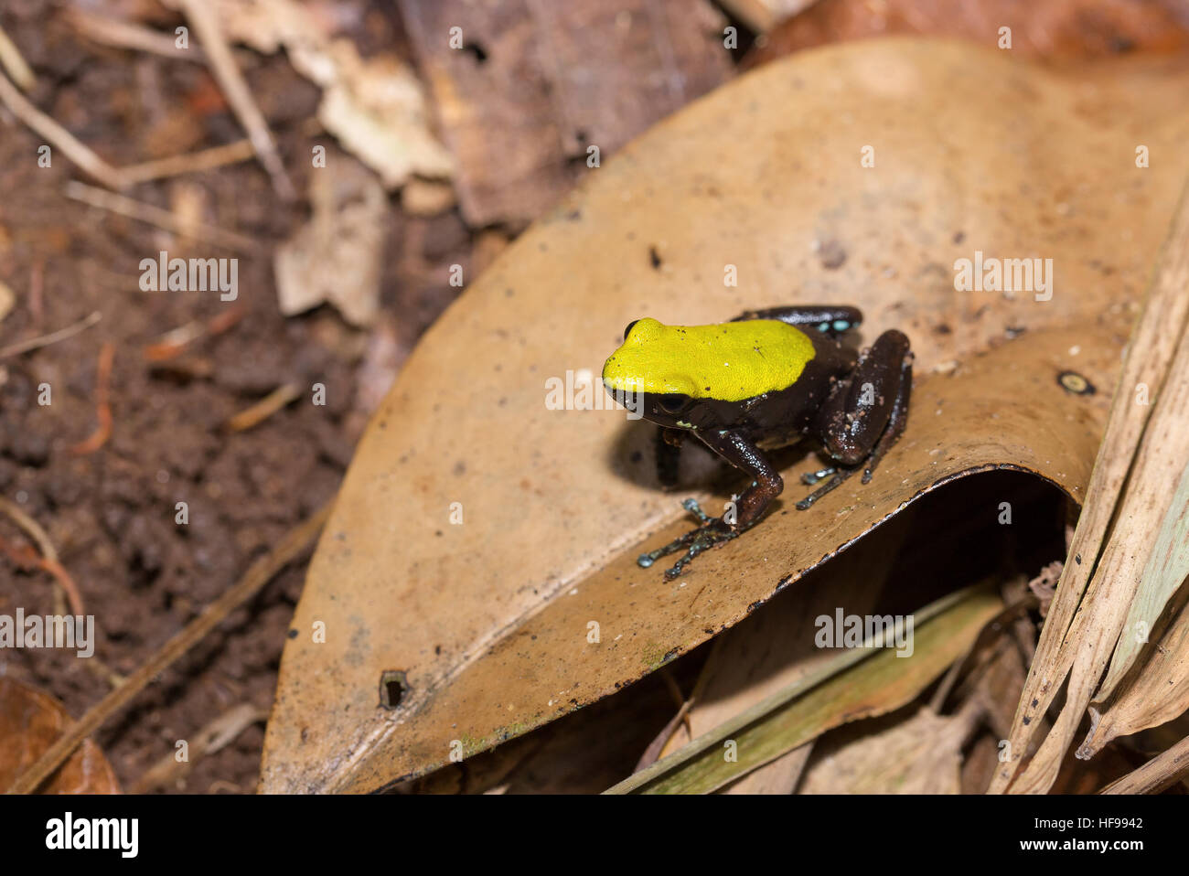 Beautifull small endemic black and yellow frog Climbing Mantella (Mantella laevigata), species of frog in the Mantellidae family. Masoala National Par Stock Photo