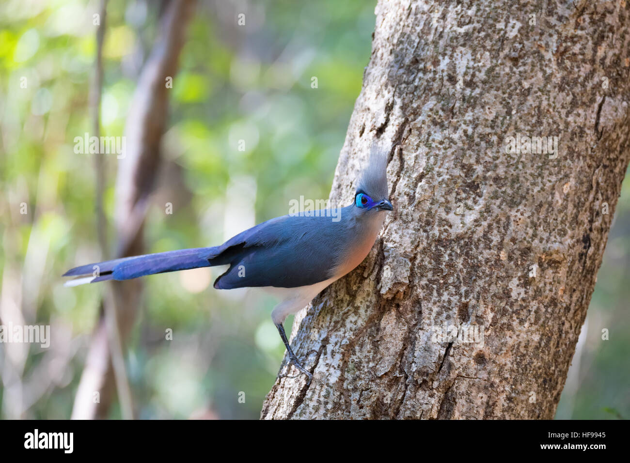 Antonella Fant - Cute Bird Series - Blue Jay