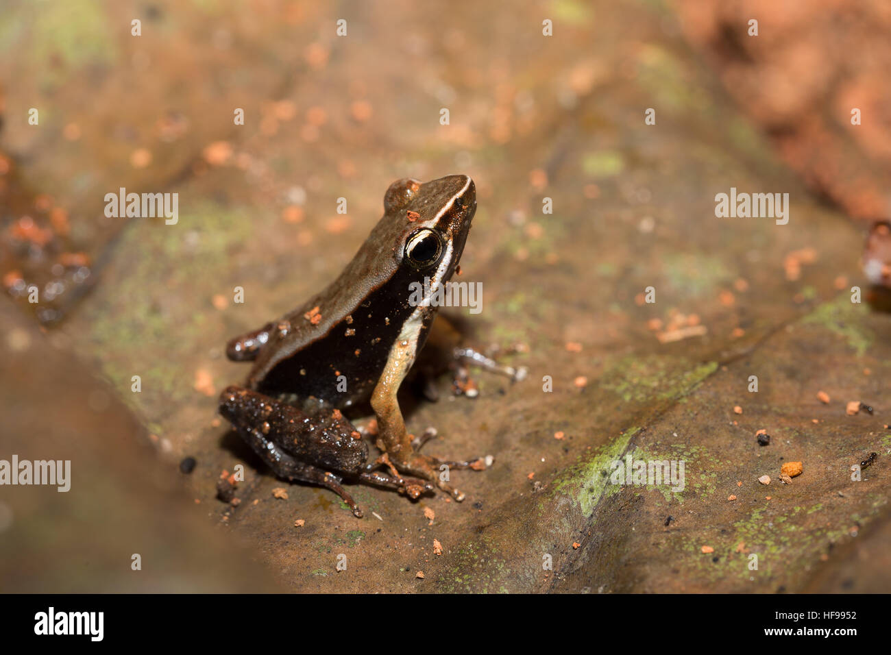 Beautiful small endemic frog brown mantella (Mantidactylus melanopleura) is a species of frog in the Mantellidae family. Masoala National Park, Madaga Stock Photo