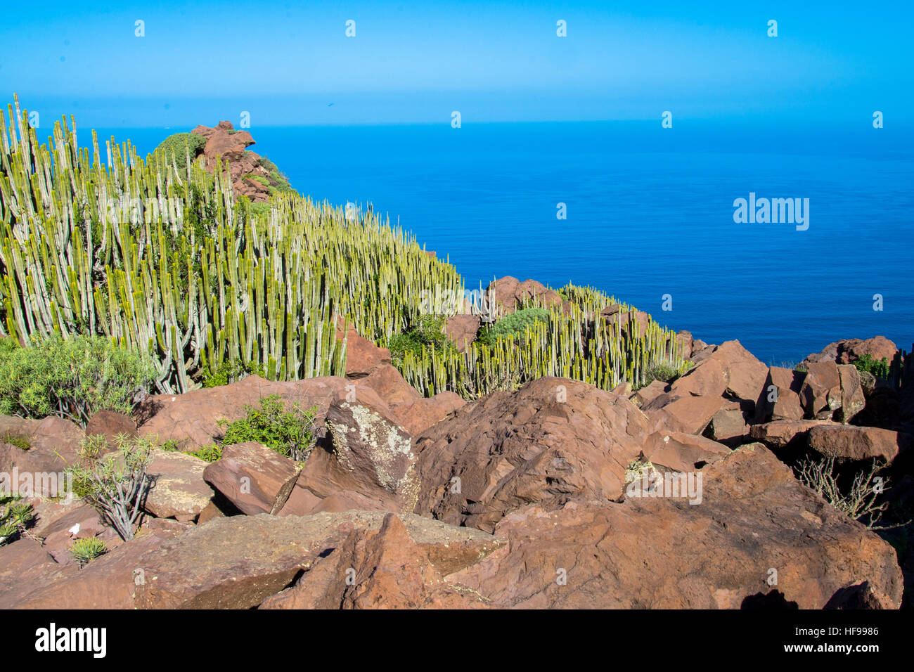 cactus and blue sly at gran canaria spain Stock Photo