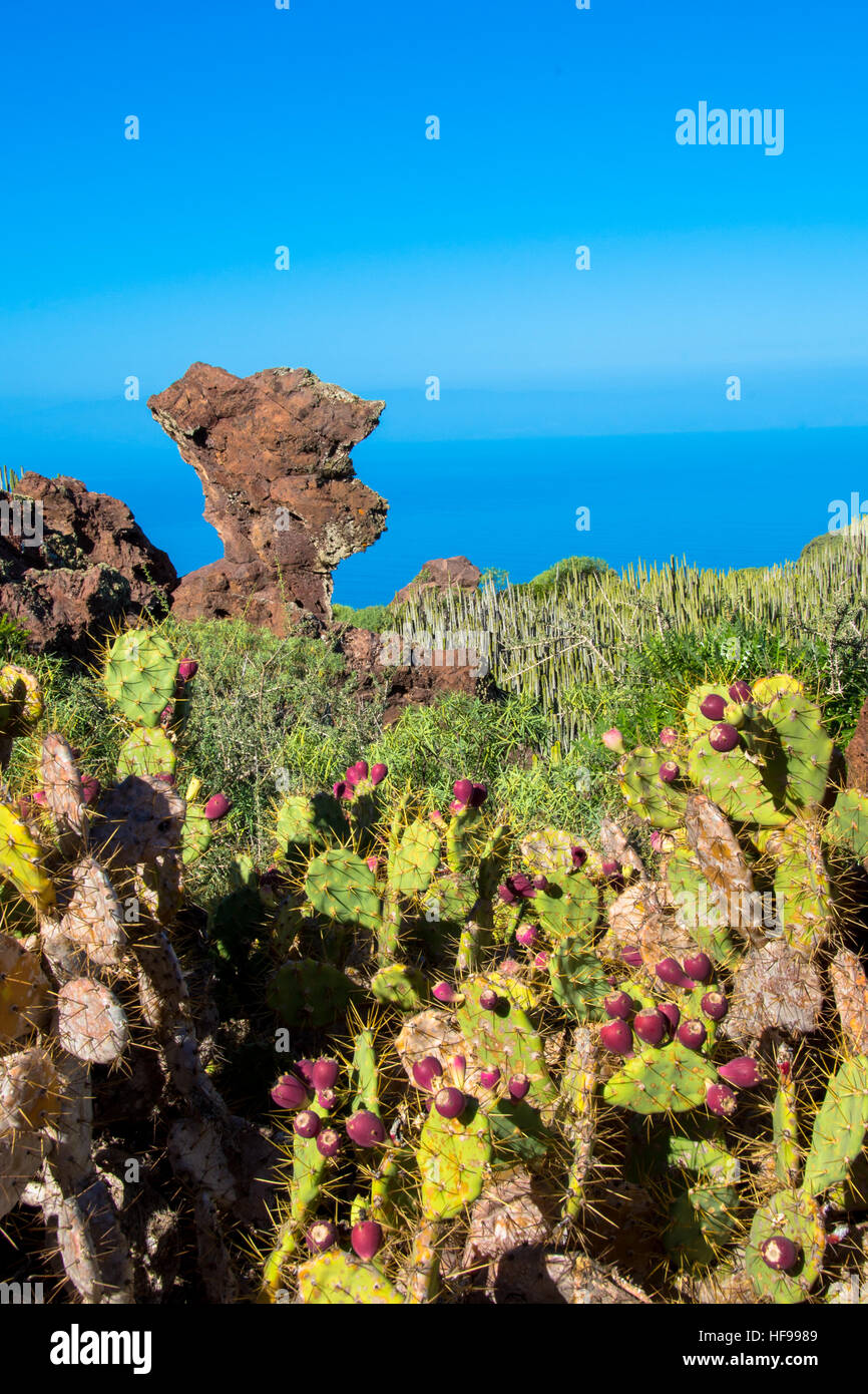 cactus and blue sly at gran canaria spain Stock Photo