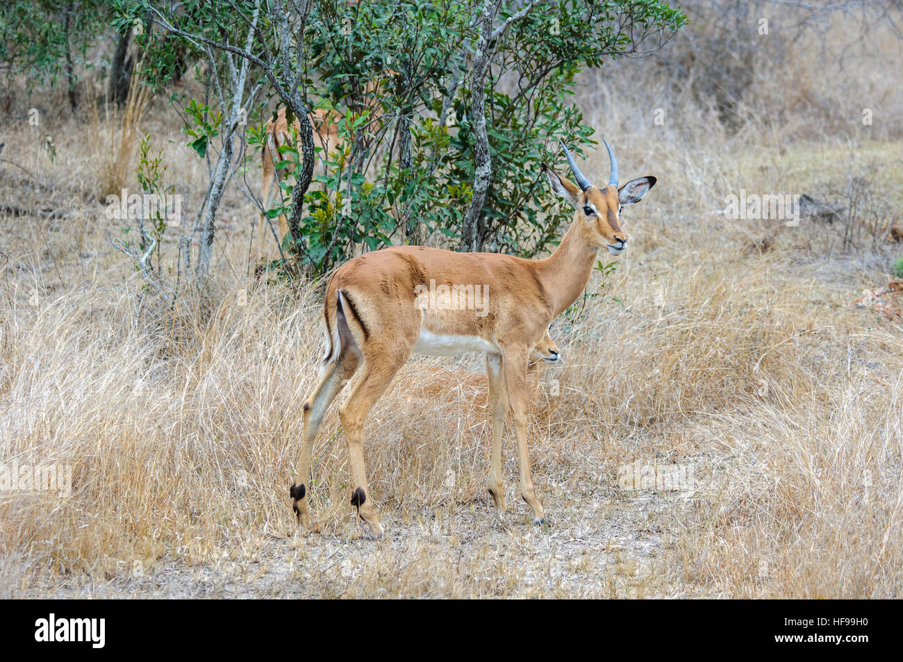 Impala (Aepyceros melampus), South Africa, Africa Stock Photo