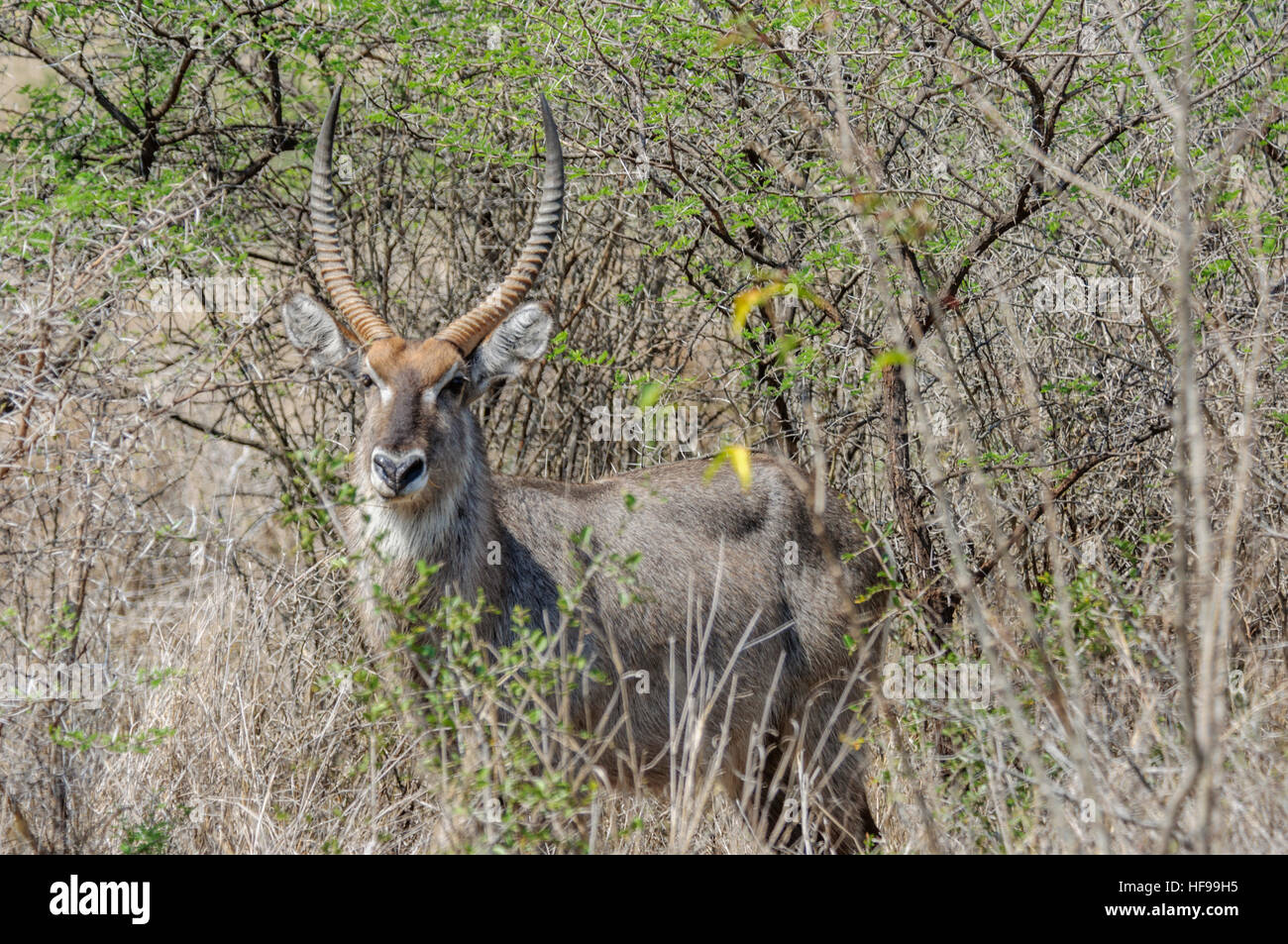 Nyala (Tragelaphus angasii), a medium-sized, spiral-horned antelope, also called inyala, South Africa, Africa Stock Photo