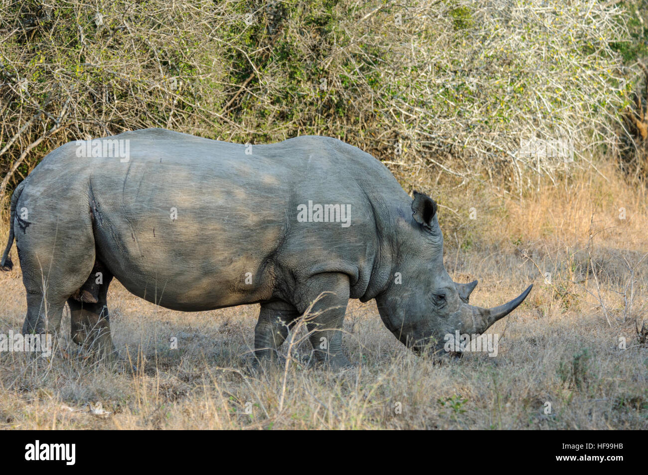 White Rhinoceros Or Square Lipped Rhinoceros Ceratotherium Simum Grazing On Grass South 