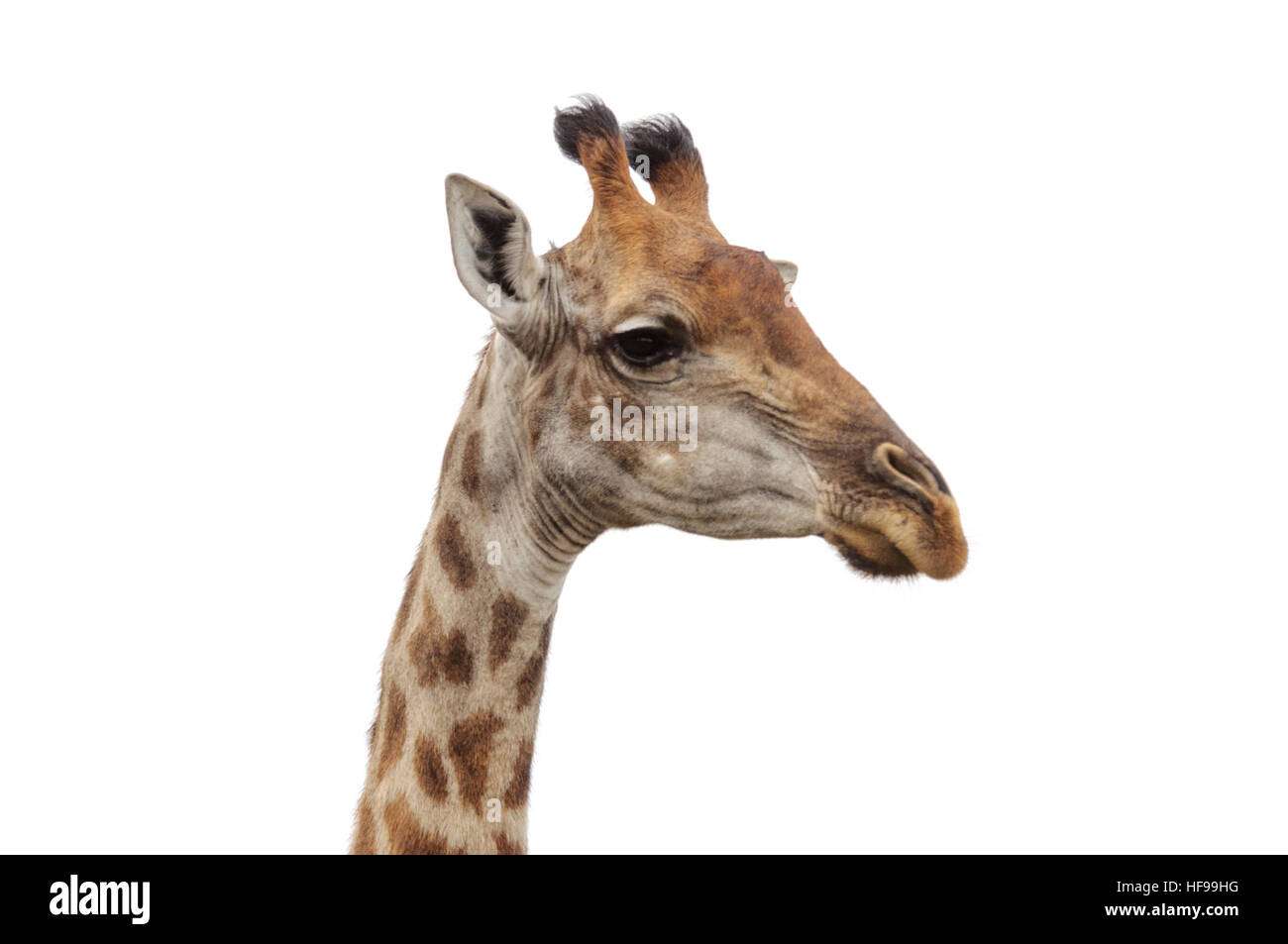 Close-up portrait of a South African giraffe (Giraffa giraffa giraffa), also known as the Cape giraffe Stock Photo