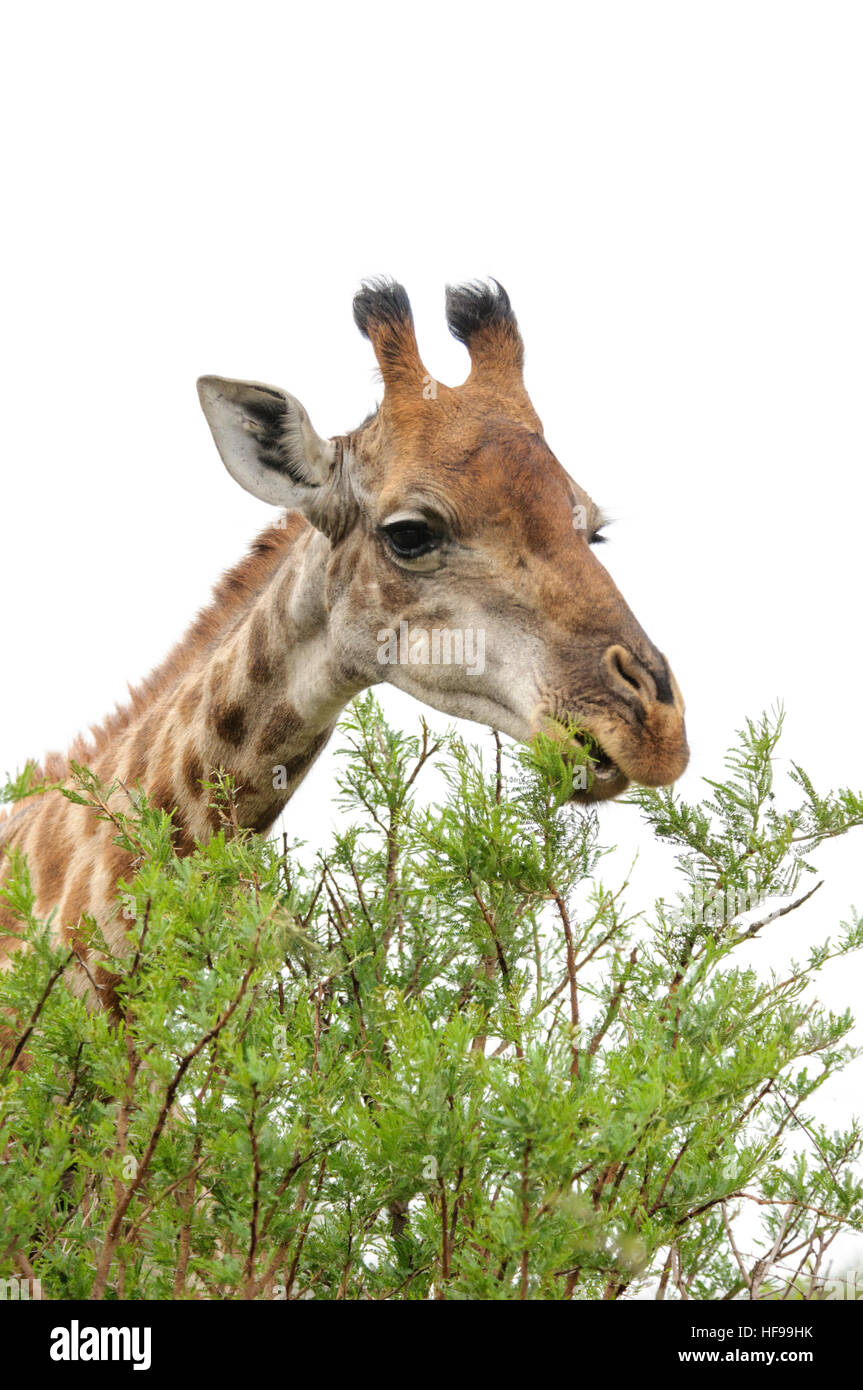 Close-up portrait of a South African giraffe (Giraffa giraffa giraffa), also known as the Cape giraffe, grazing tree-top leaves Stock Photo