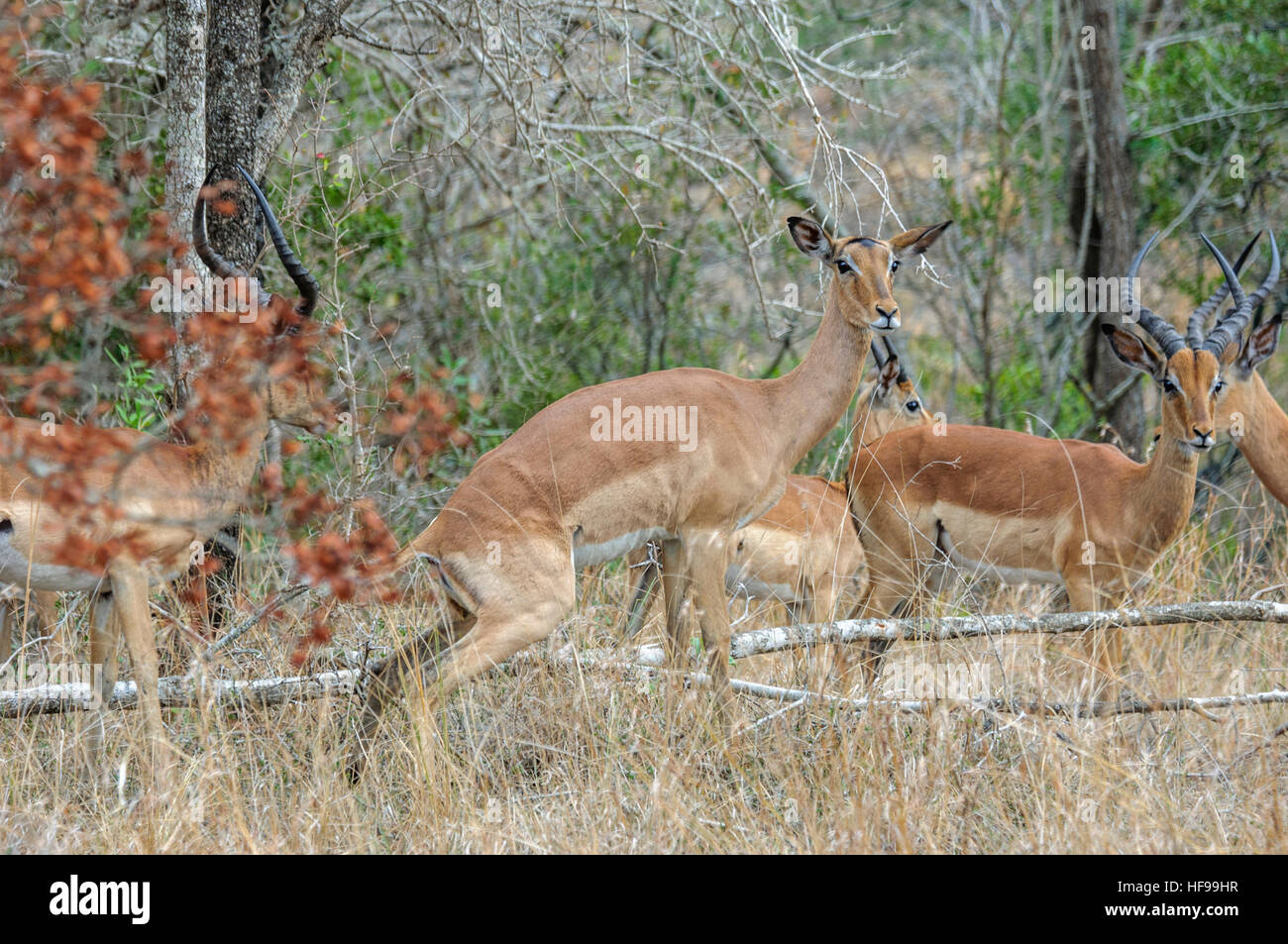 Impala (Aepyceros melampus), South Africa, Africa Stock Photo