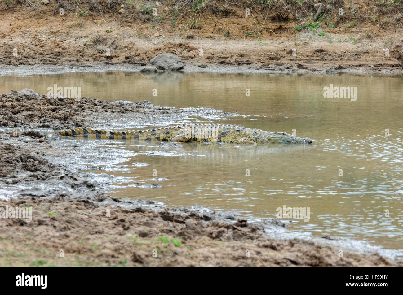 A Nile crocodile (Crocodylus niloticus) goes for a swim in a river in ...