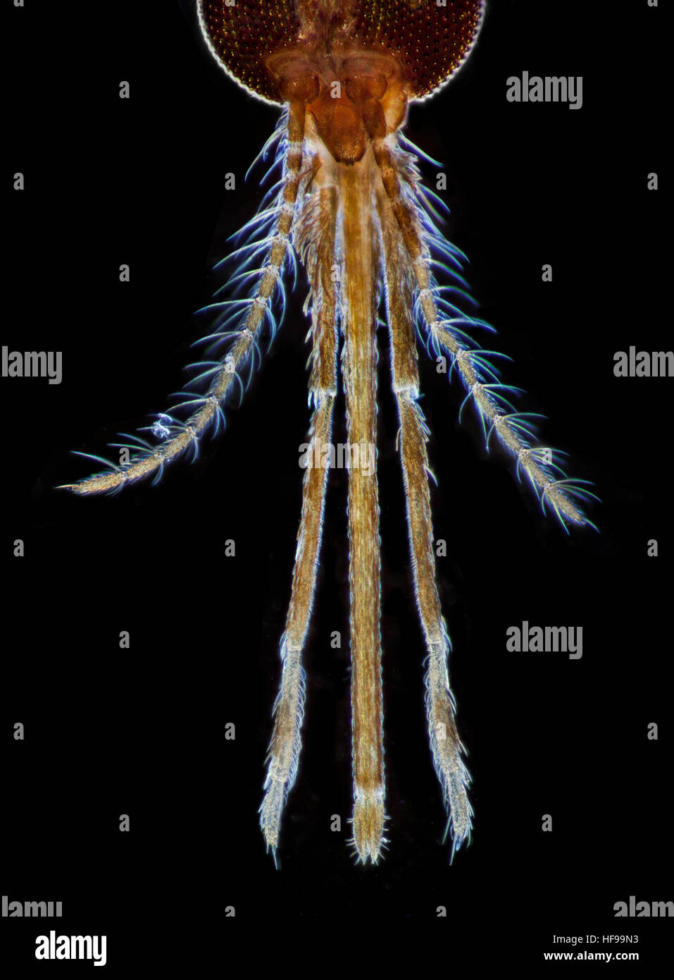 mosquito mouthparts microscope